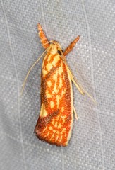 Crepidosceles chryserythra