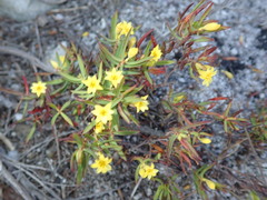 Gnidia juniperifolia