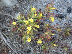 Gnidia juniperifolia