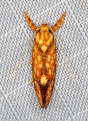 Crepidosceles chryserythra