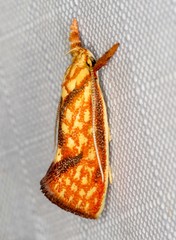 Crepidosceles chryserythra