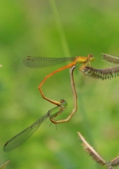 Ceriagrion rubiae