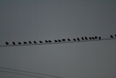 Sturnus vulgaris