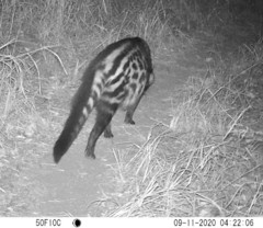 Civettictis civetta australis