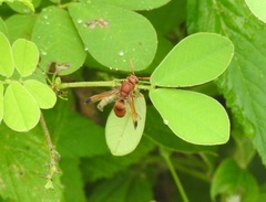 Antodynerus limbatus
