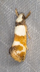 Crepidosceles glycydora