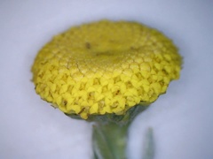 Schistostephium umbellatum