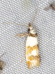 Crepidosceles glycydora