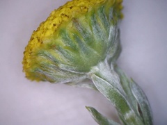 Schistostephium umbellatum