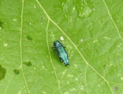 Agrilus acutus
