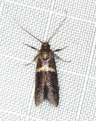 Crossophora semiota