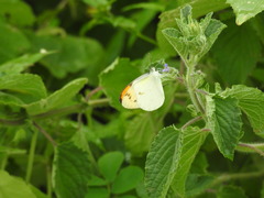 Colotis aurora