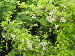 Oxystelma esculentum