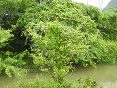 Oxystelma esculentum