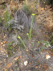 Schistostephium umbellatum