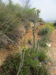 Schistostephium umbellatum