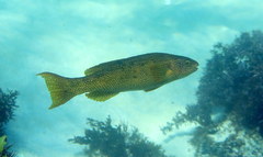 Olisthops cyanomelas