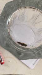 Eristalis