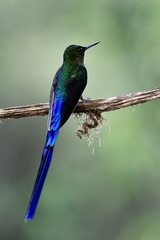 Aglaiocercus
