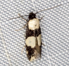 Delophanes anthracephala