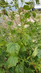 Chenopodiastrum hybridum