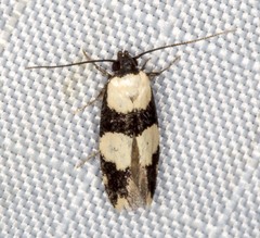 Delophanes anthracephala