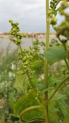 Chenopodiastrum hybridum