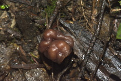 Gyromitra tasmanica image