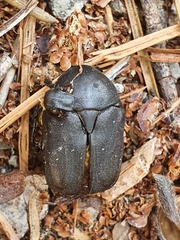 Protaetia morio