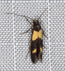 Antipterna euanthes