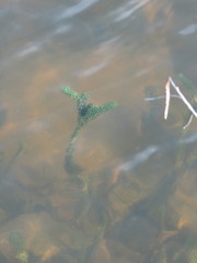 Lagarosiphon major