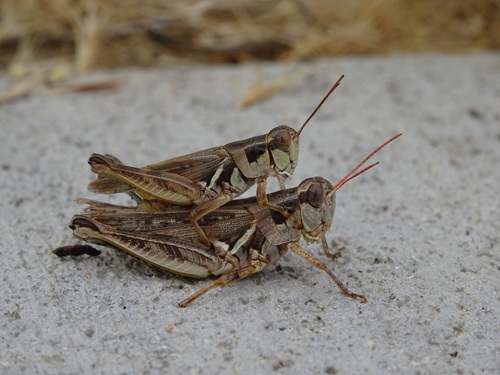 Pasture Spur-throat Grasshopper photo 3