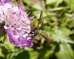 Physocephala nigra
