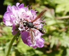 Physocephala nigra