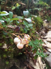 Gaultheria pyroloides