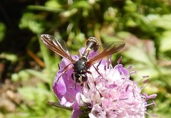 Physocephala nigra