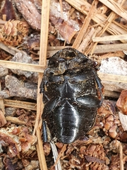 Protaetia morio