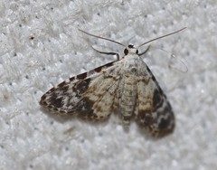 Araeopteron epiphracta