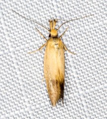 Eremnozona straminea