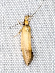 Eremnozona straminea