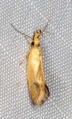 Eremnozona straminea