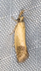 Eremnozona straminea