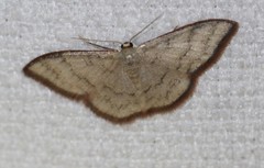 Idaea coercita