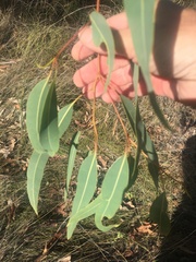 Corymbia erythrophloia