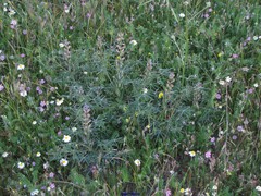 Trifolium sylvaticum