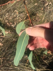 Corymbia erythrophloia