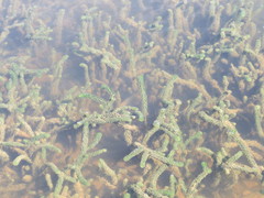 Lagarosiphon major