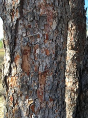 Corymbia erythrophloia