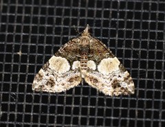 Chrysolarentia phaedra