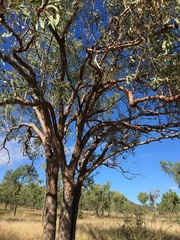 Corymbia erythrophloia